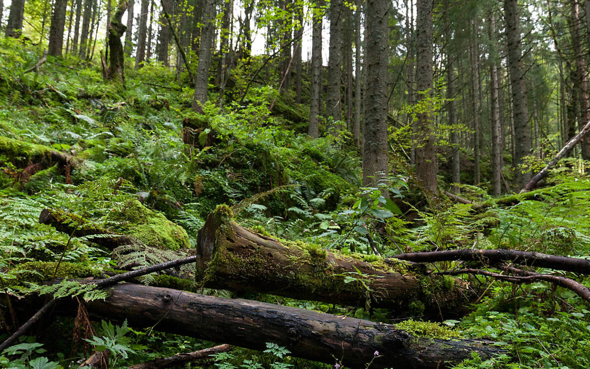 Foresta © Matthias Sorg