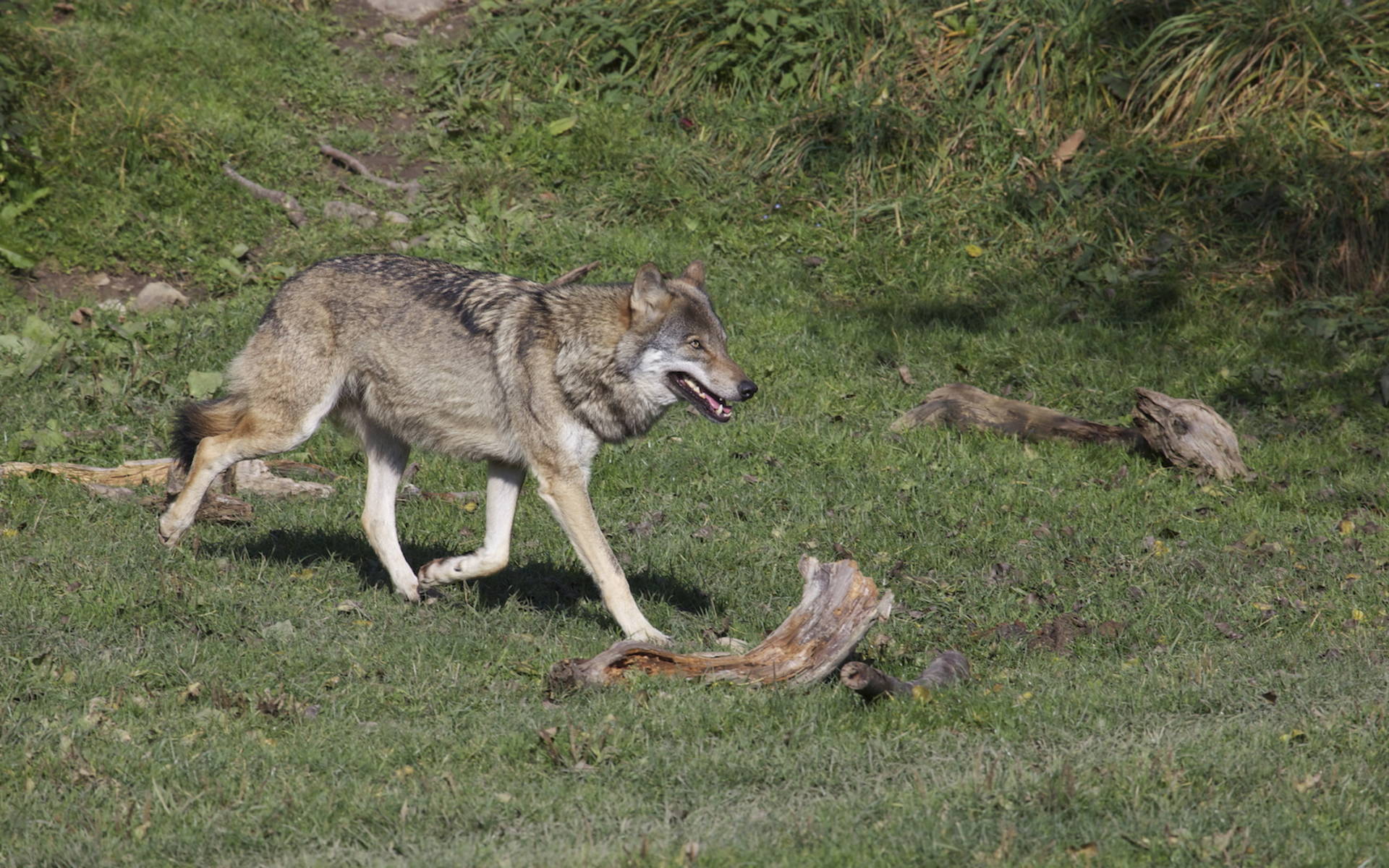 Lupo © Andrea Persico