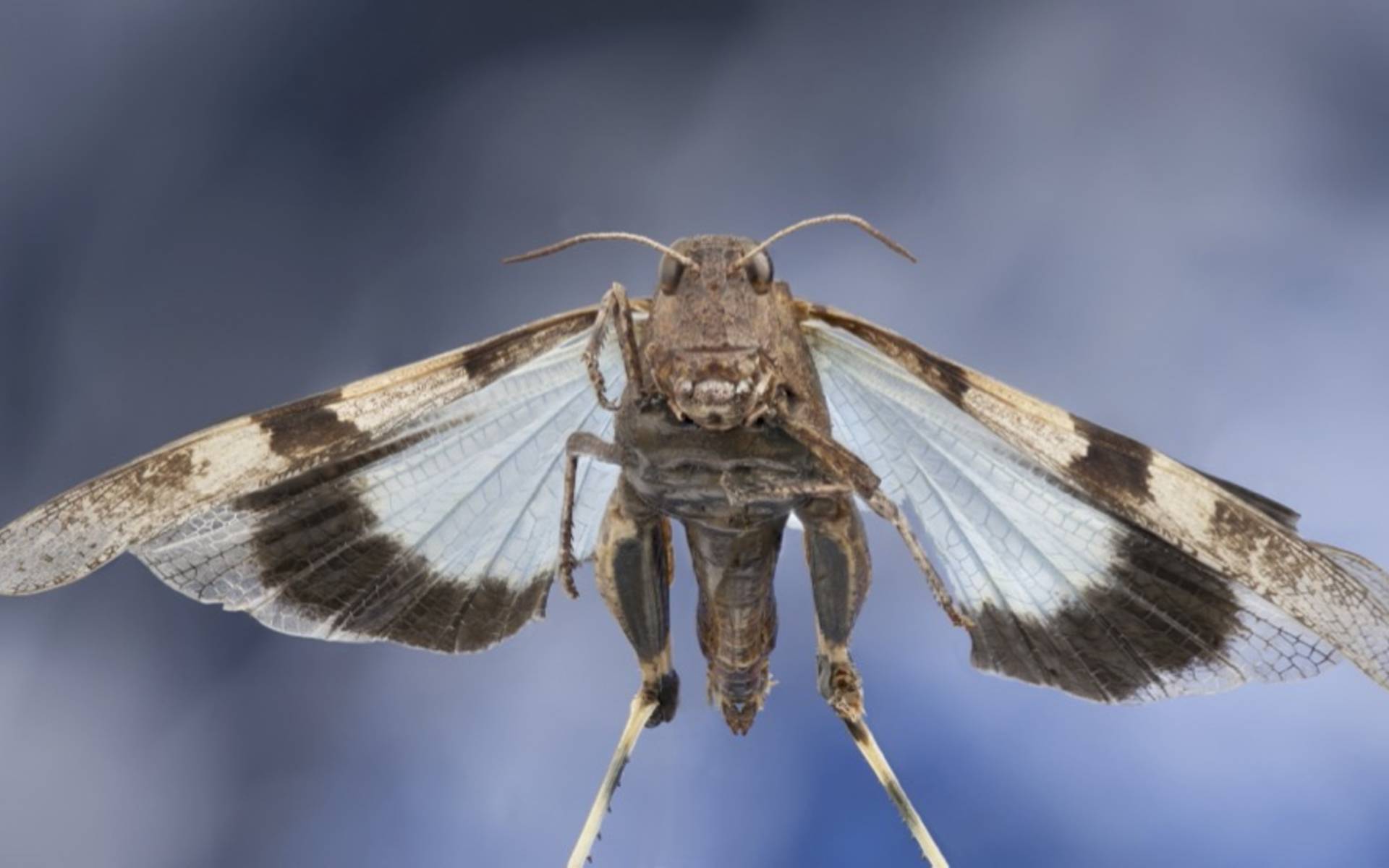Cavalletta celeste