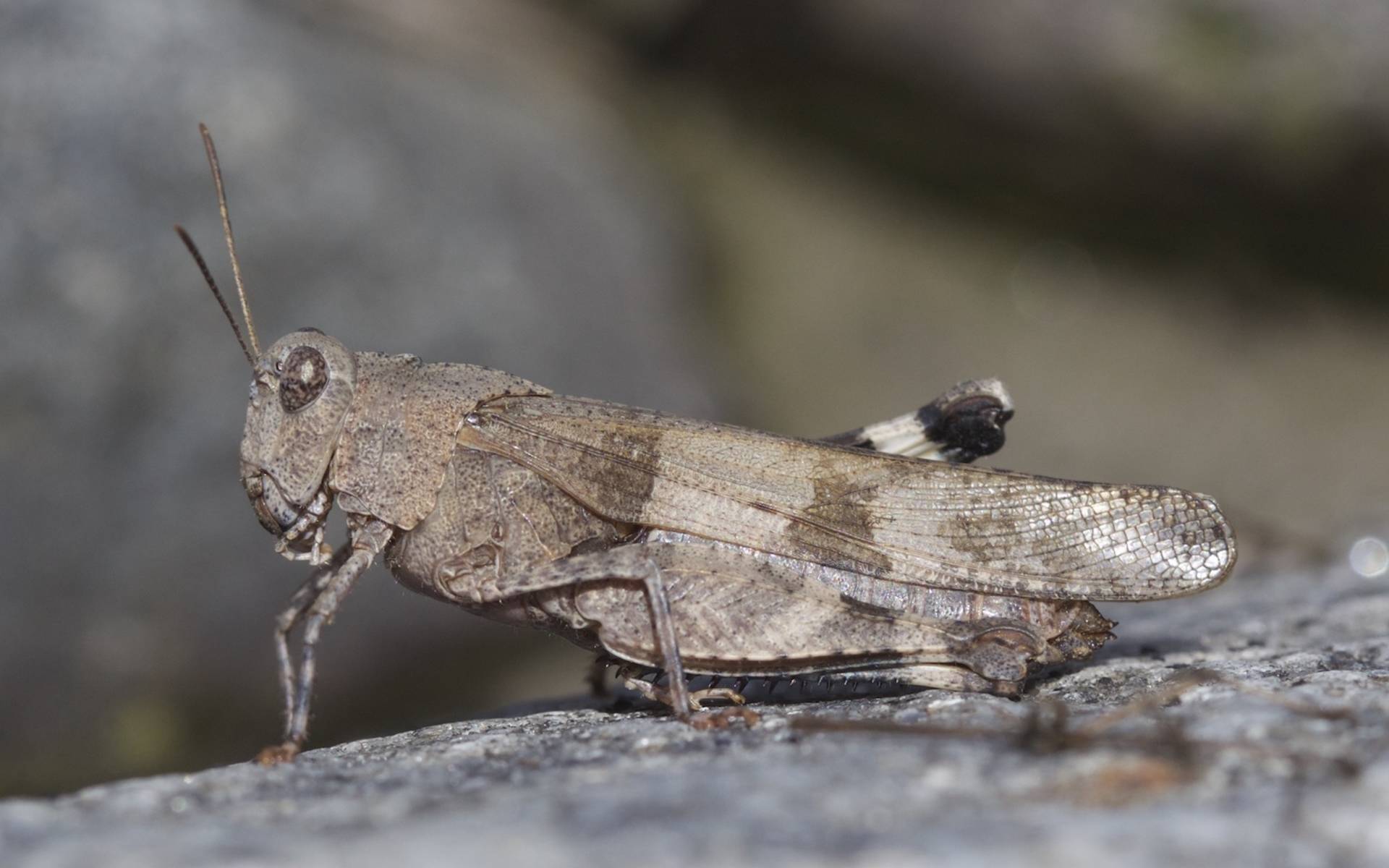 Cavalletta celeste (Oedipoda caerulescens) © Andrea Persico