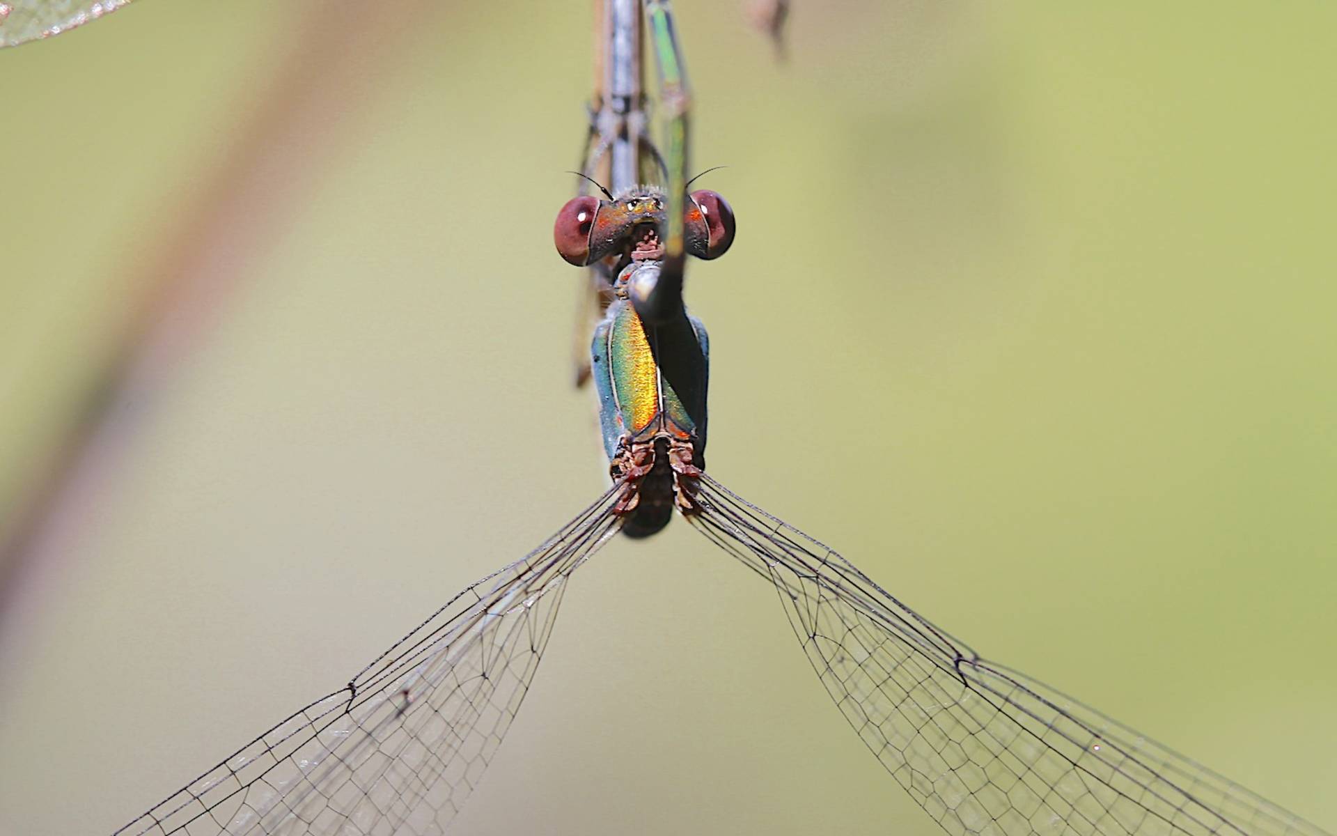 Libellula durante l'accoppiamento © Andrea Persico