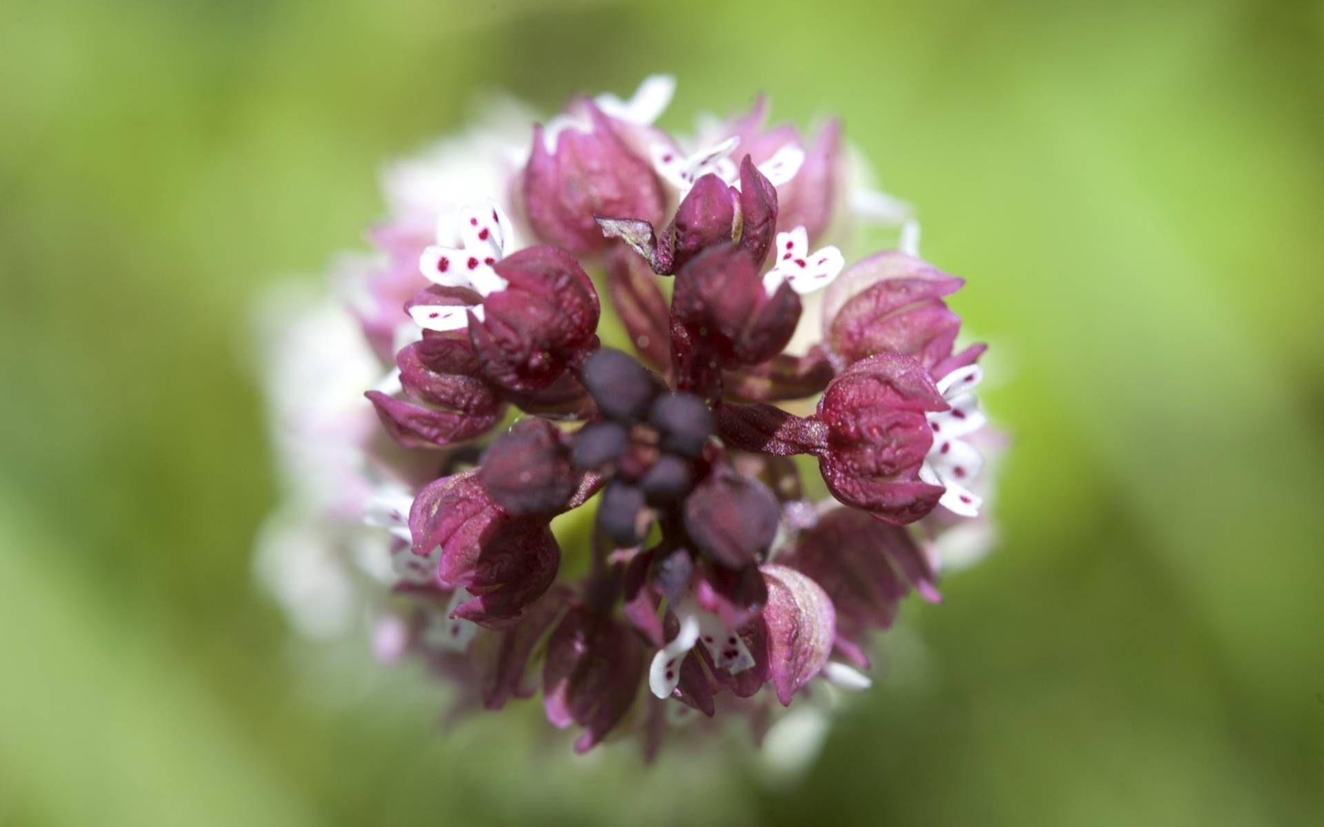 Orchidea ustulata