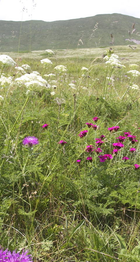 Prati fioriti a Dötra @ Andrea Persico