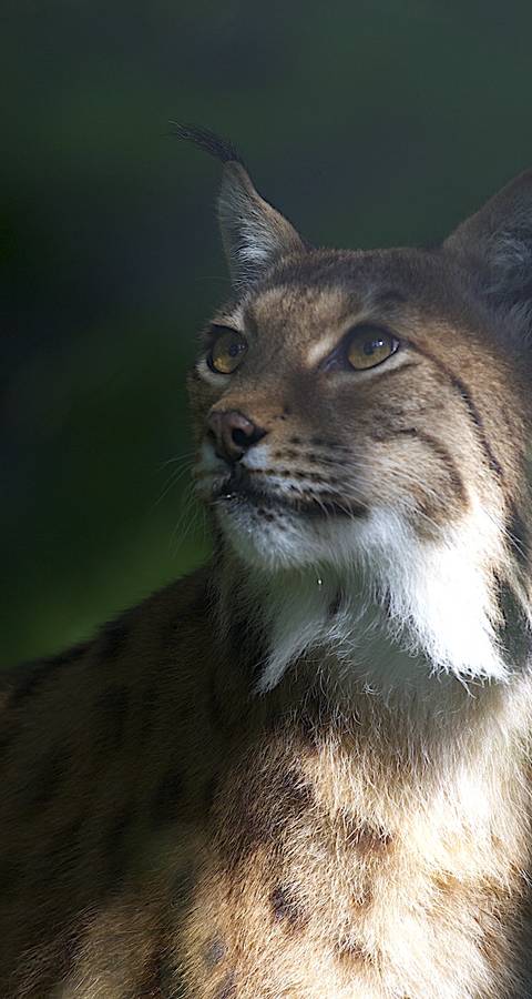 Lince