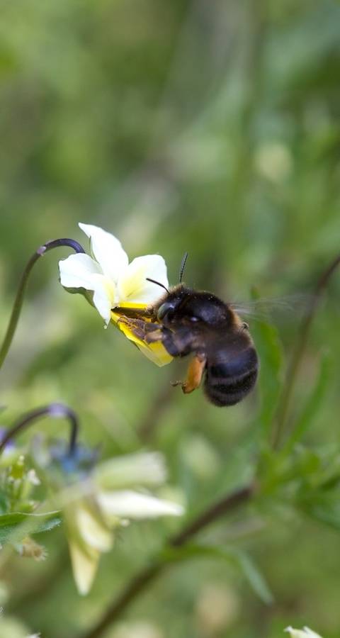 Ape selvatica su viola