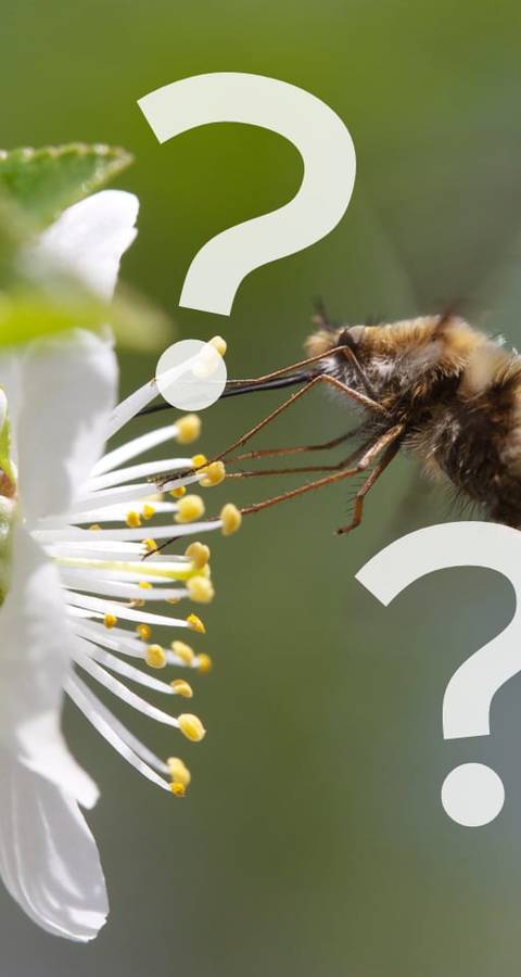 Che specie è mai questa?