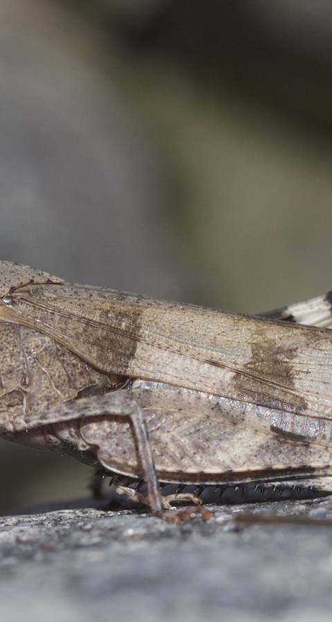 Cavalletta celeste (Oedipoda caerulescens)