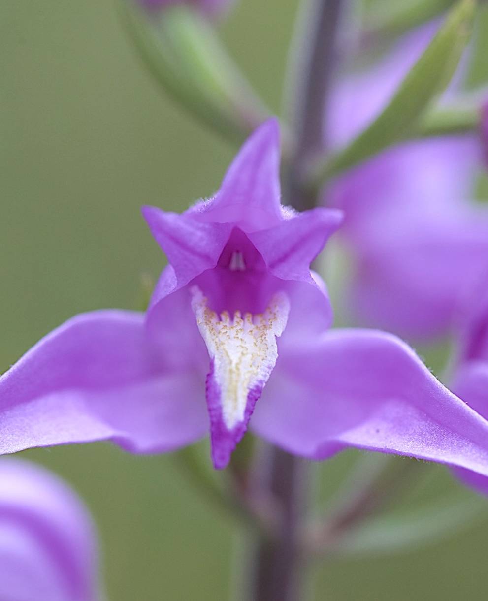 Cephalanthera rubra