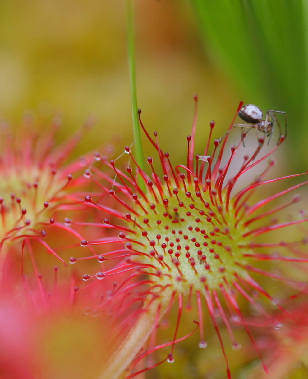 Drosera rotundifolia