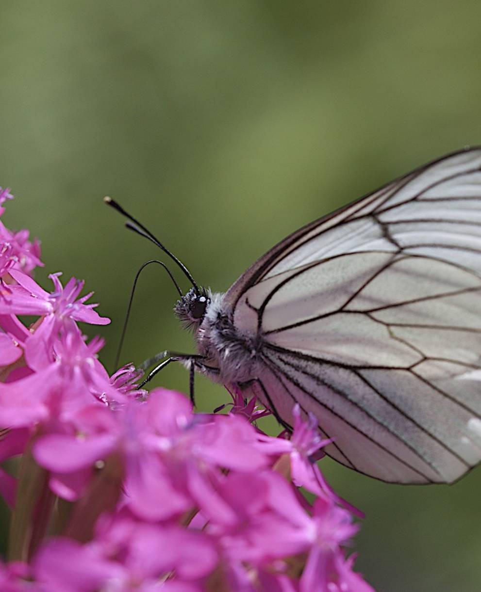 Pieride del biancospino su Silene armeria