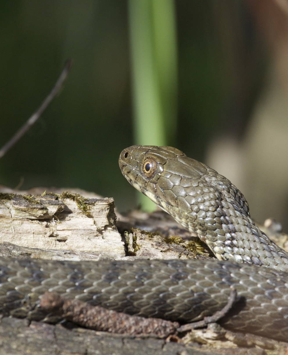 Natrice tassellata