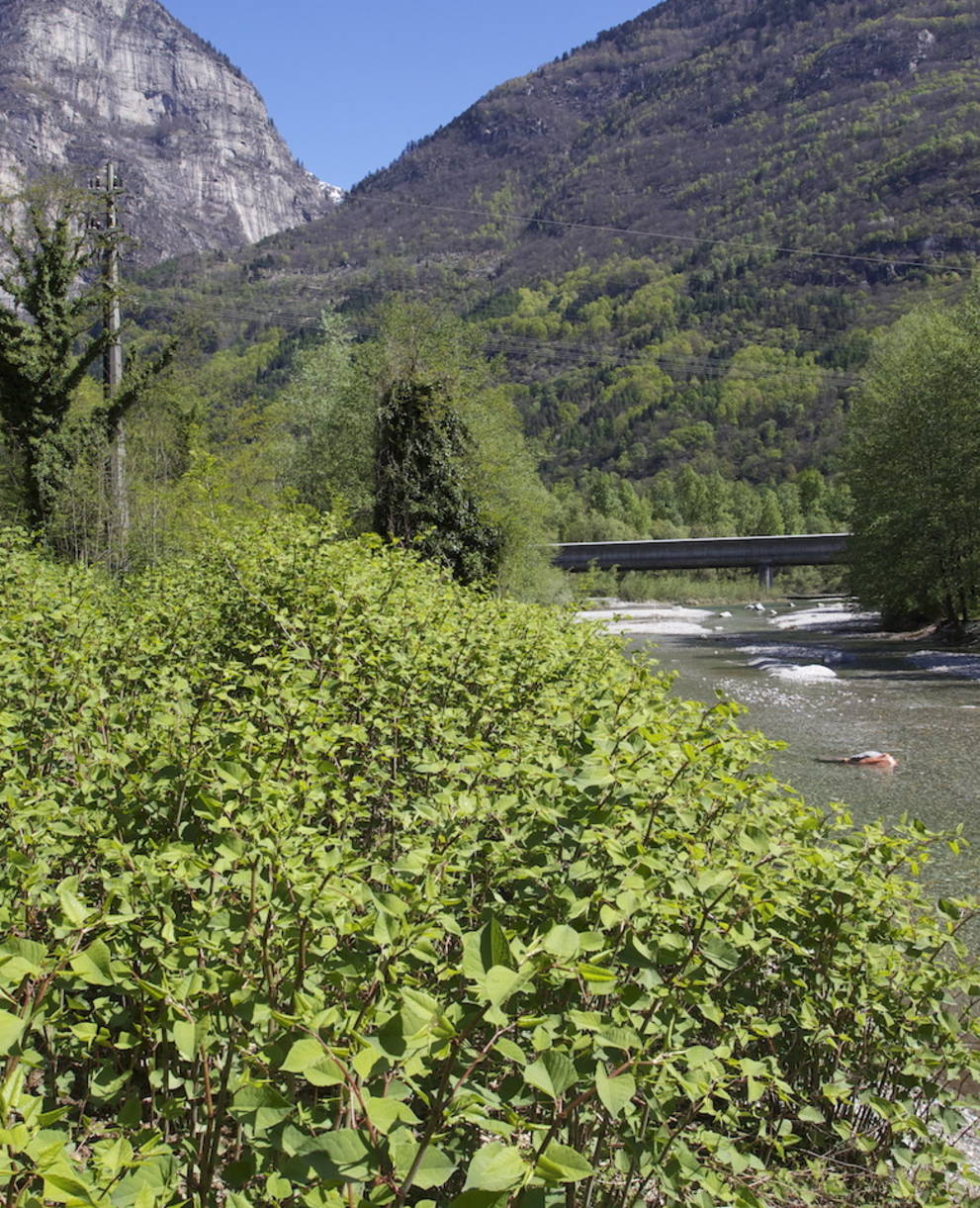 Poligono del Giappone lungo un corso d'acqua