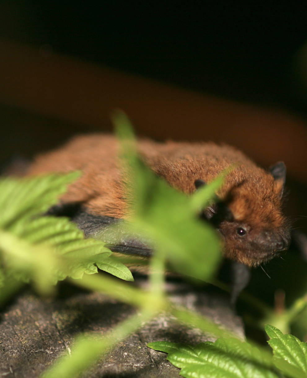 Pipistrello albolimbato