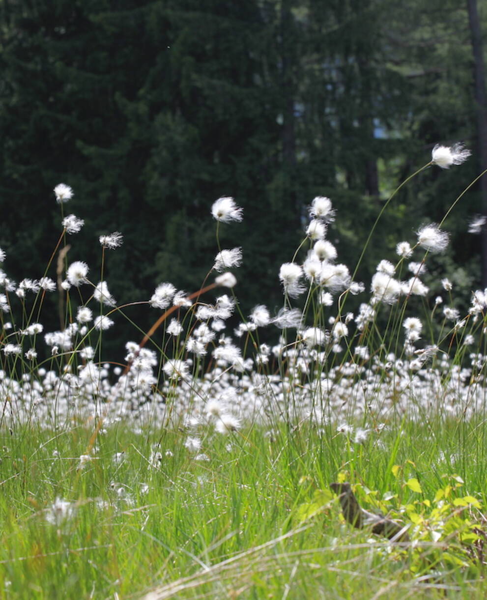 Eriophorum