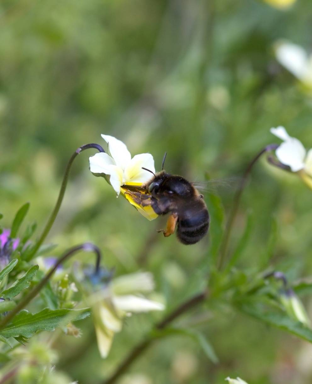 Ape selvatica su viola