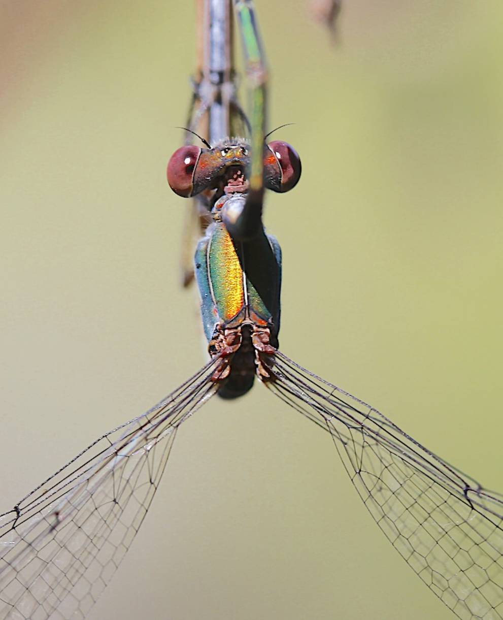 Libellula durante l'accoppiamento