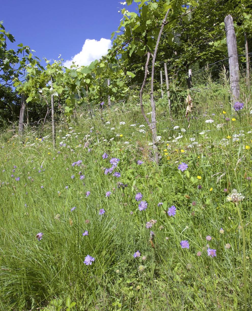 Giardino naturale ricco di fiori