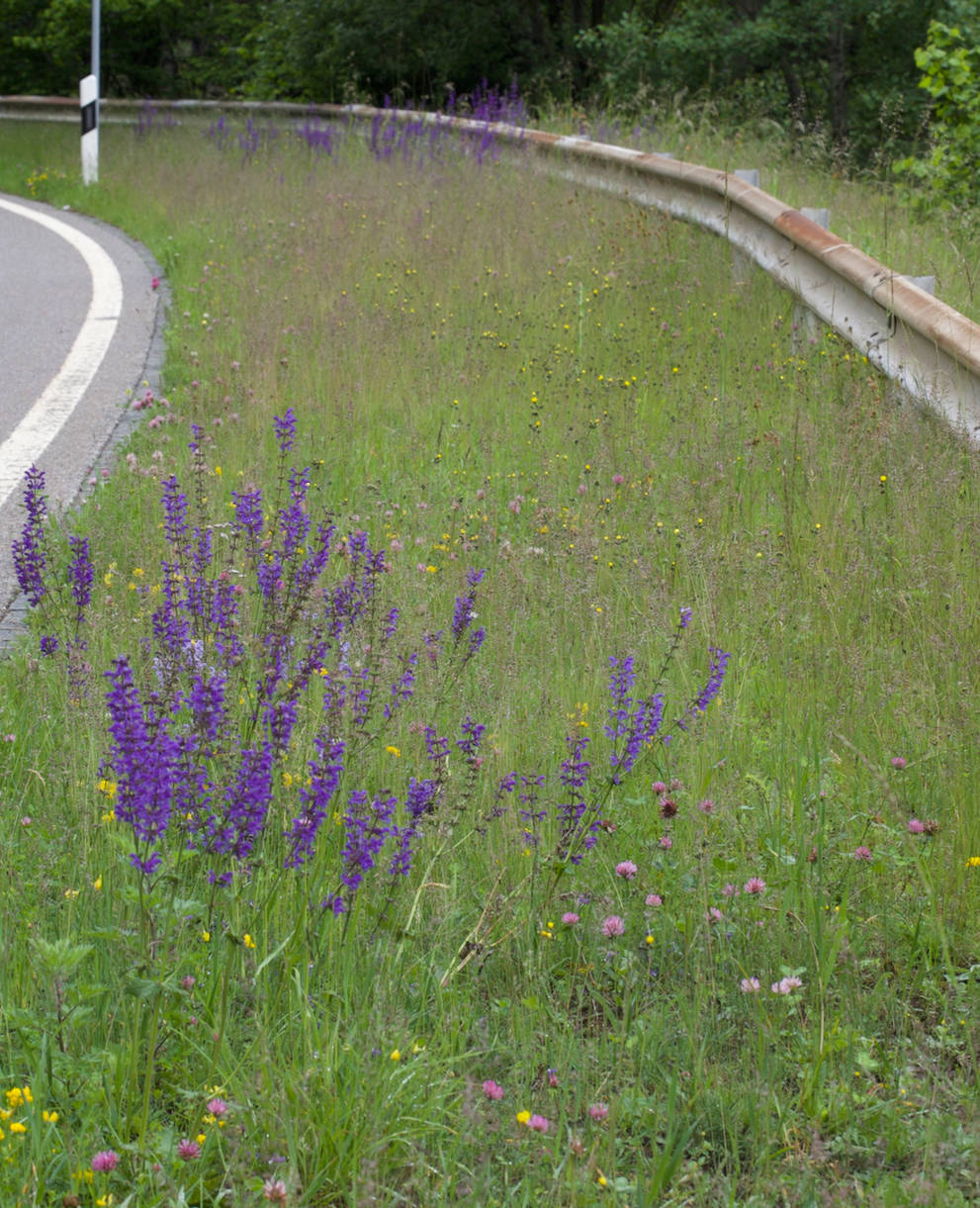 Bordi stradali: un'occasione per la natura