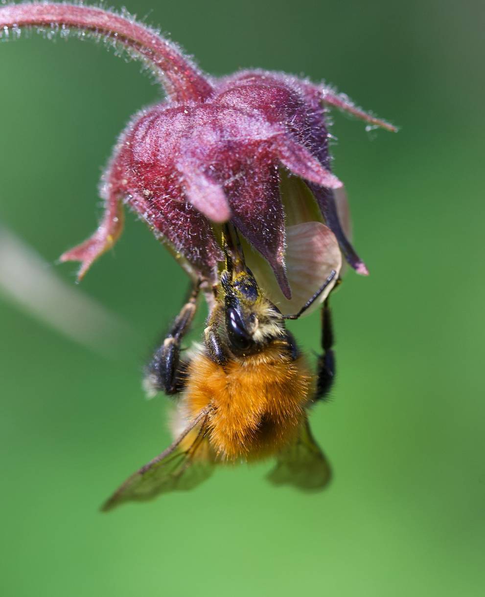 Geum rivale e bombo