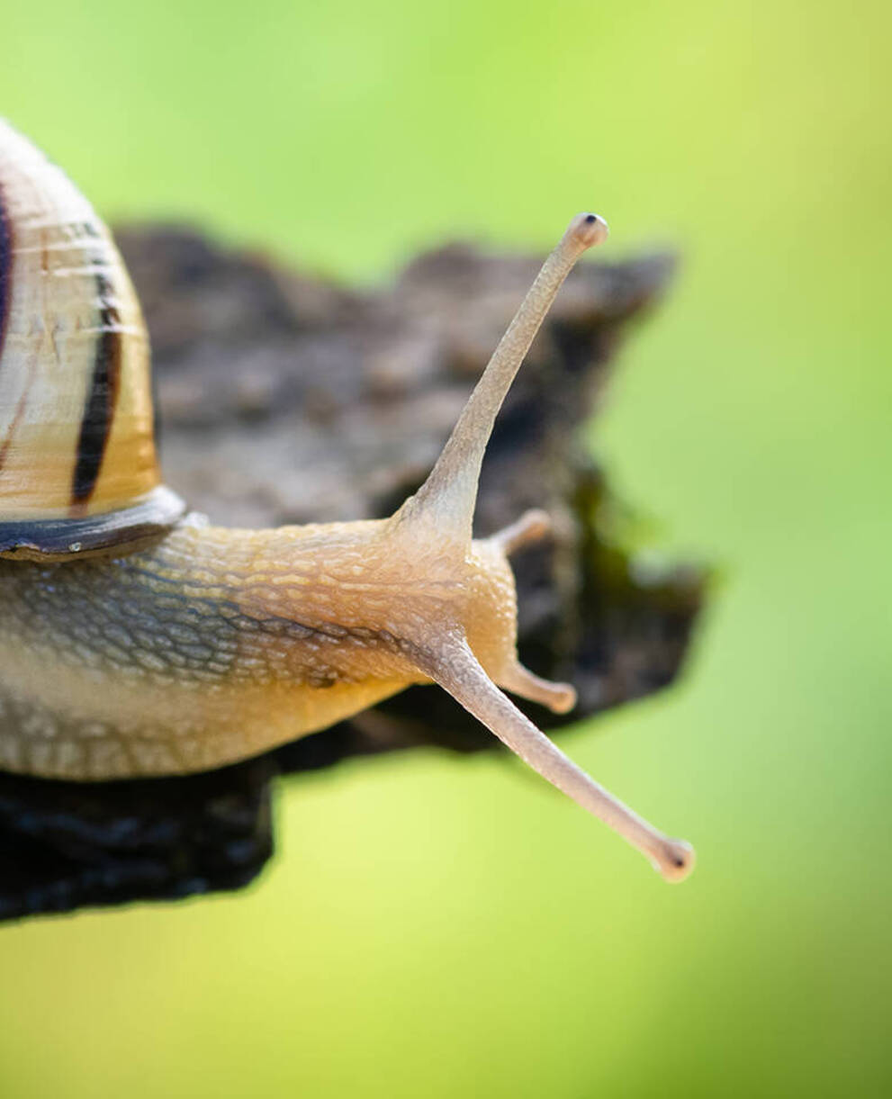 La chiocciola fasciata, animale dell'anno 2025