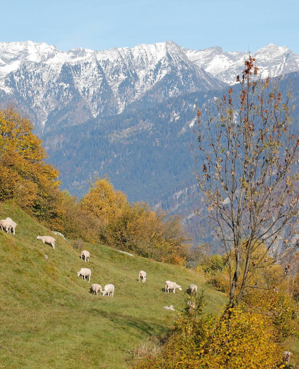 Pecore al pascolo