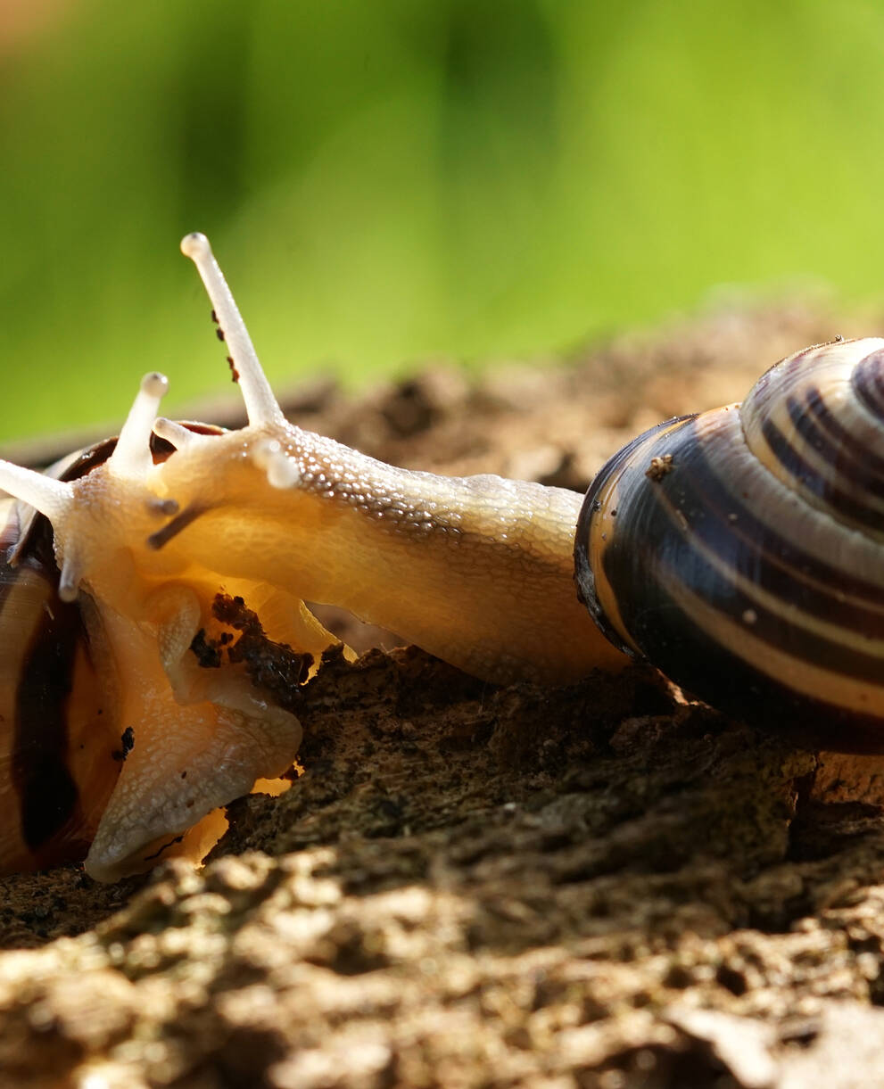 Chiocciole fasciate