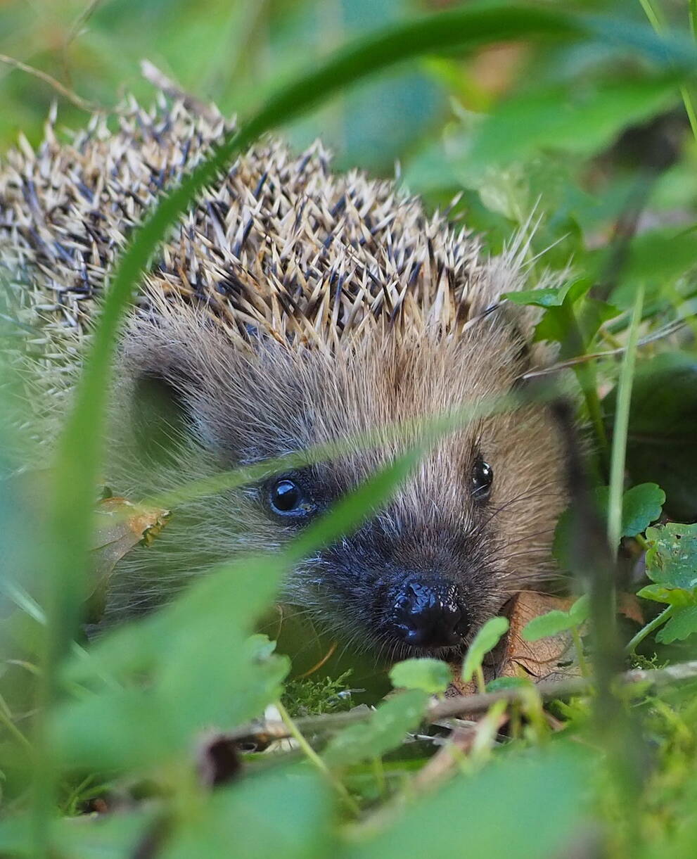 Il riccio è l’animale dell’anno 2026 | Pro Natura Ticino