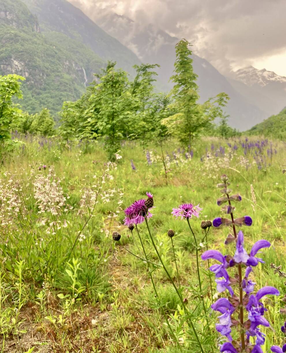 Gaisc Bodio Riserva Naturale prato