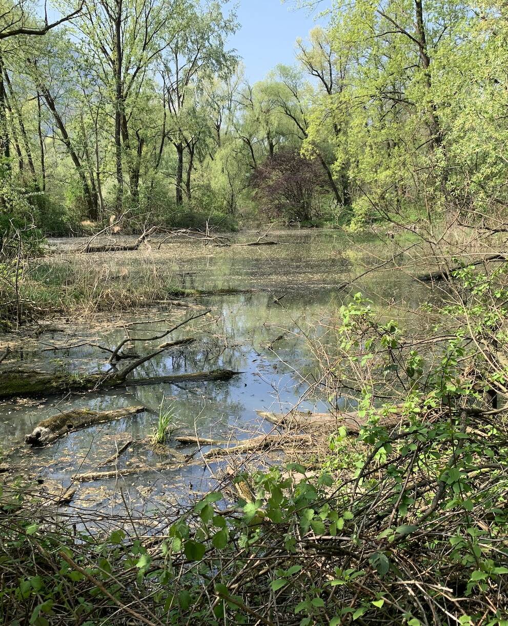 Riserva naturale Cugnoli Curti stagno