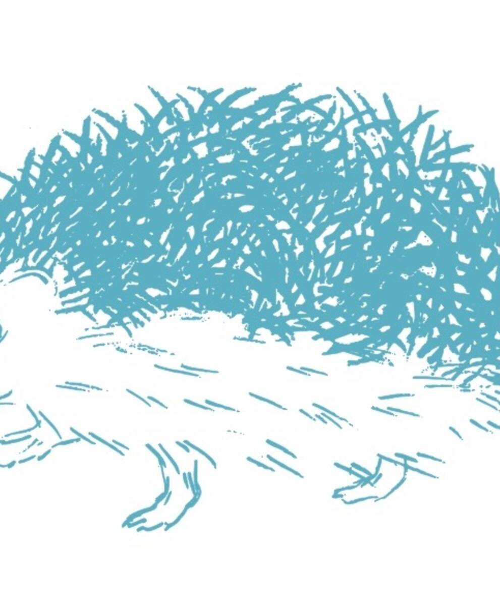 disegno riccio che guarda a sinistra