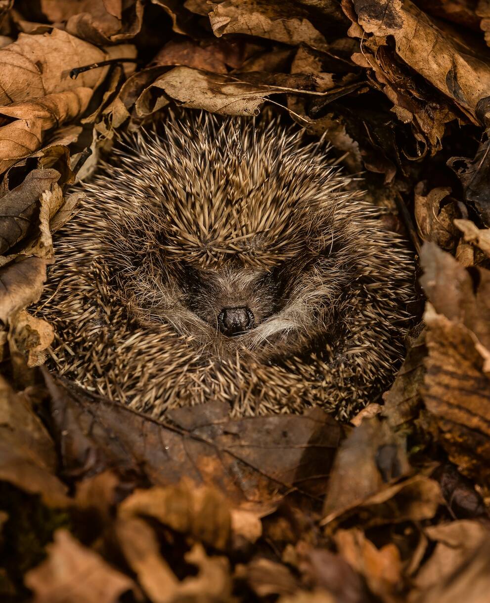 Palla di riccio tra le foglie