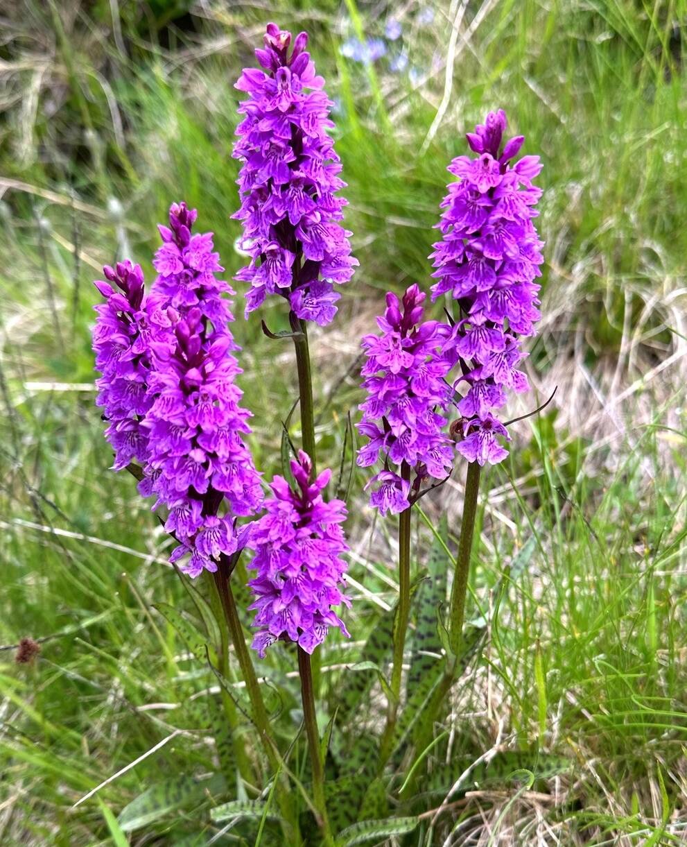 Dactylorhiza_fuchsii