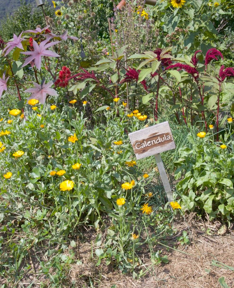 Aiuola fiorita con calendula
