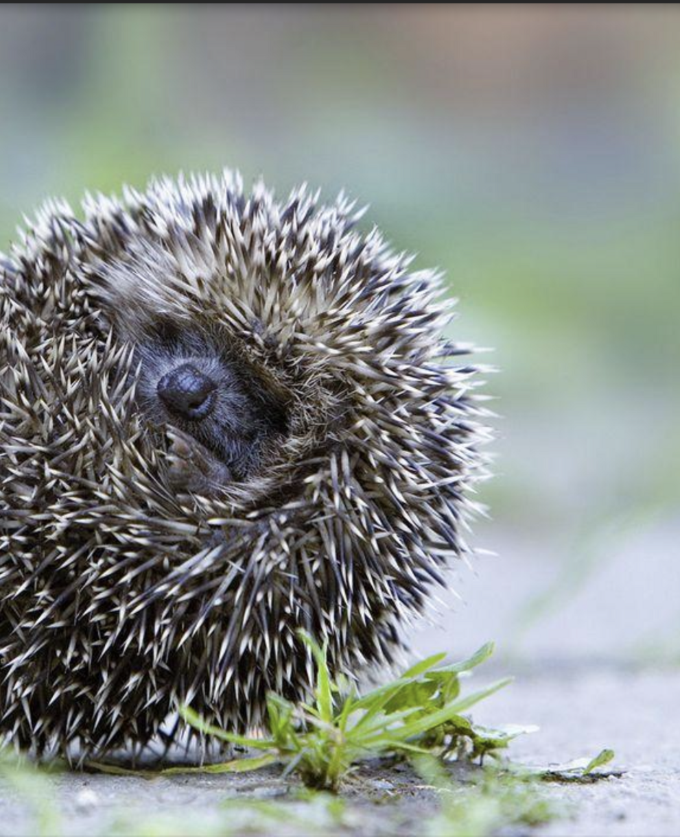 Riccio appallottolato 