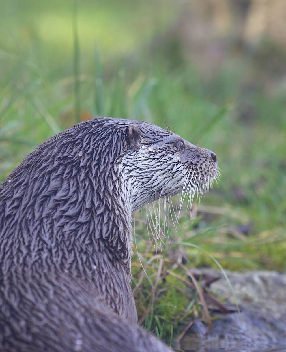Lontra