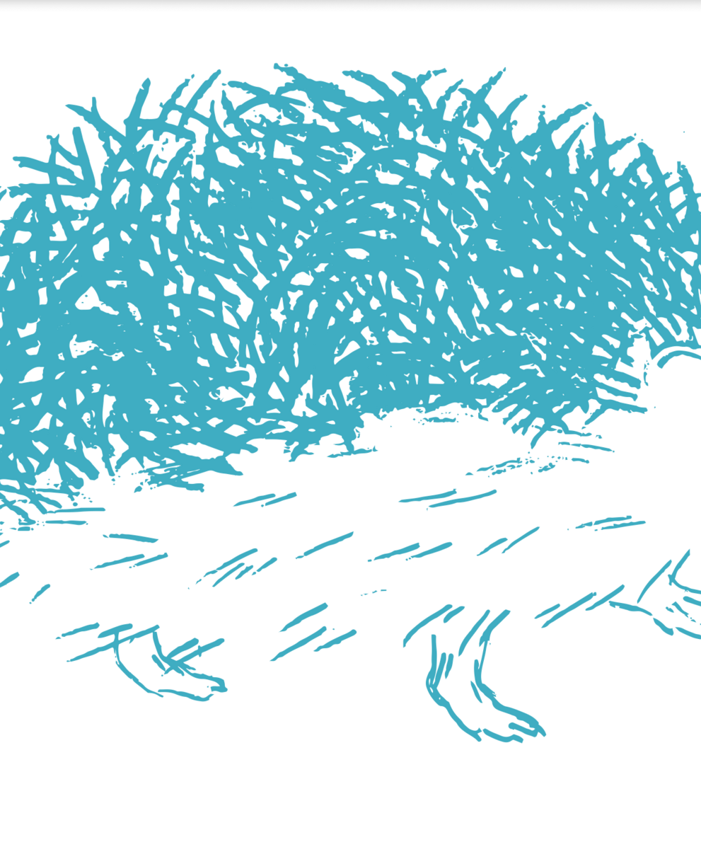 riccio illustrazione