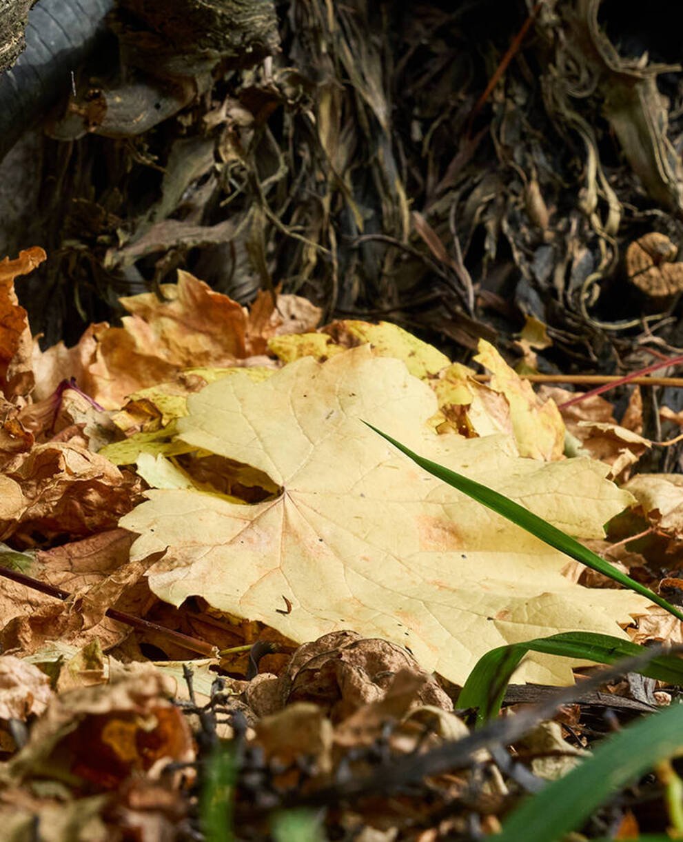 Giardino naturale in inverno