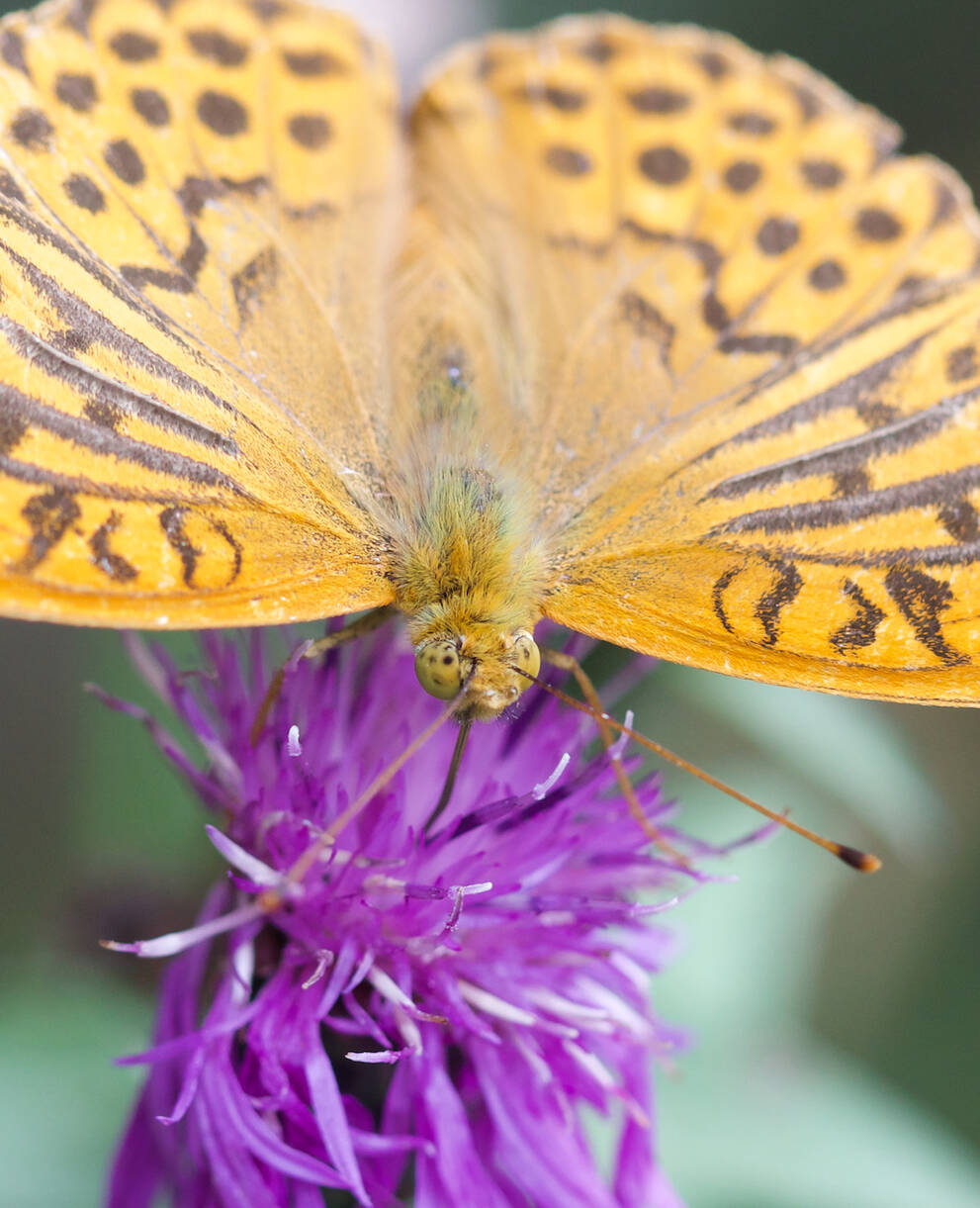 Argynnis paphia