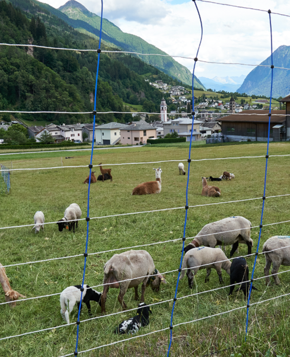 Protezione delle greggi