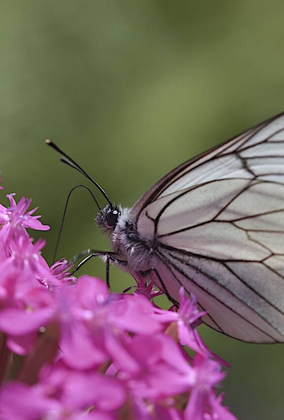 Pieride del biancospino su Silene armeria
