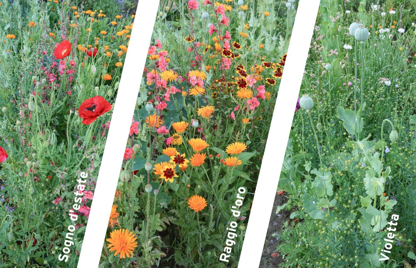 Miscele ProSpecieRara