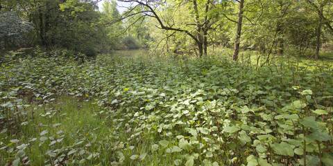 Reynoutria japonica