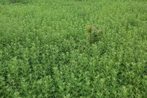 Artemisia verlotiorum