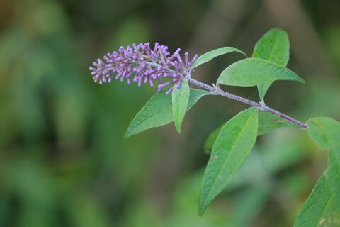 Buddleja davidii