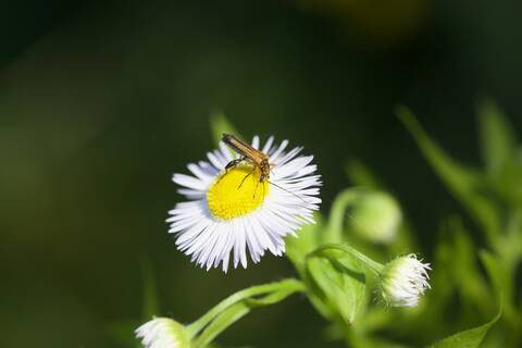 Erigeron annuus