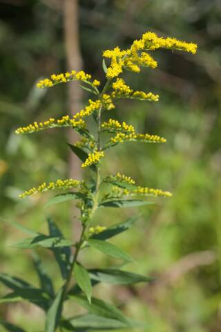 Infiorescenza di Solidago