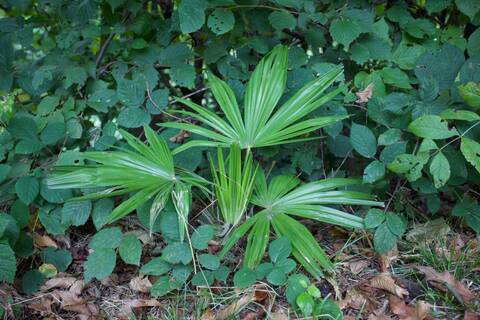 Trachycarbus fortunei