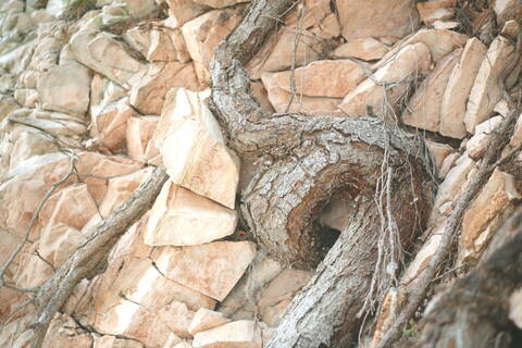 Radice sulla roccia