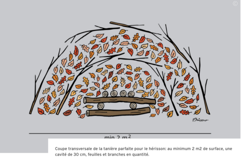 nascondiglio per riccio