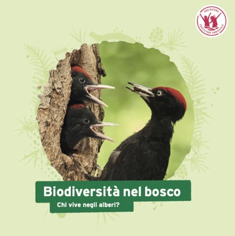 DD bosco picchio nero